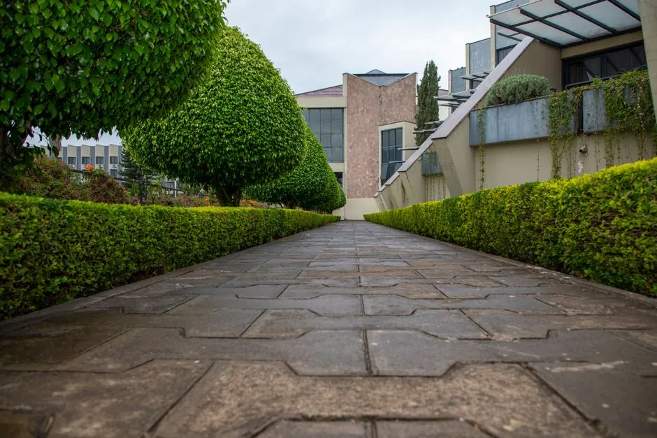 Allee pavee bordee de haies basses entretenues