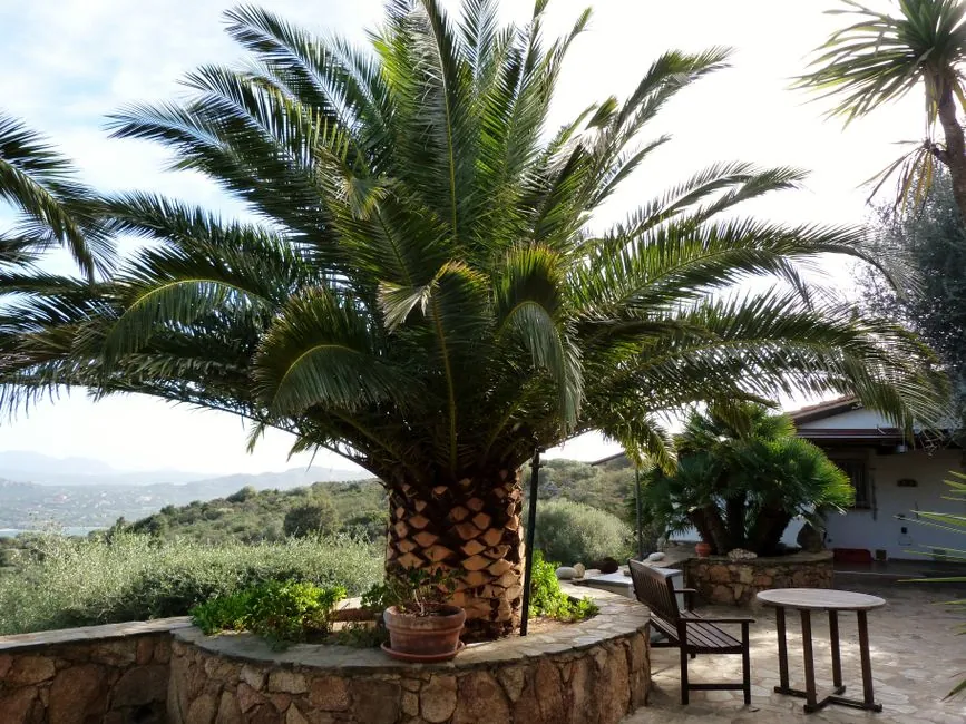 Grand palmier mediterraneen au coeur d un jardin entretenu