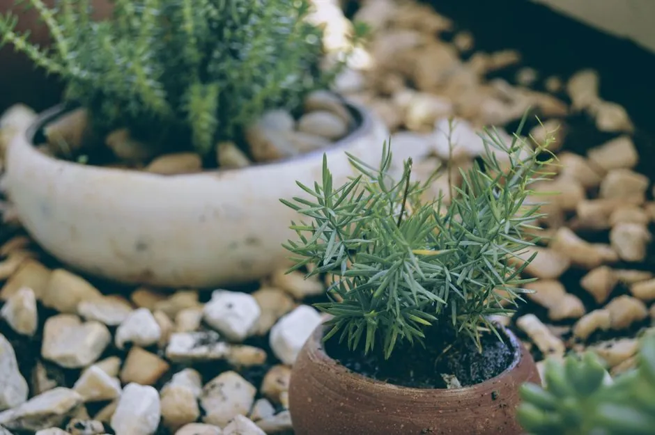 Massif de plantes mediterraneennes en pot, jardin soigne