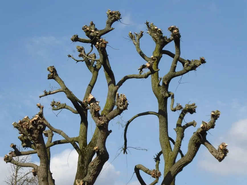 Arbre venant d etre elague proprement contre ciel bleu