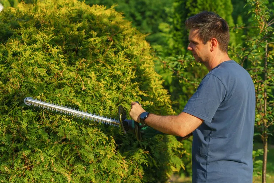 William Simonnet taille une haie de cypres dans un jardin a Toulon